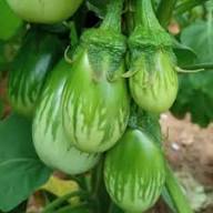 Brinjal Seeds for Planting – Heirloom Non-GMO High Germination Organic Garden Seeds