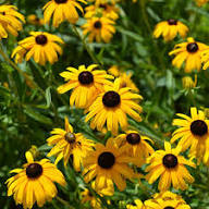 Giant Rudbeckia Flower Seeds for Planting – Heirloom, Non-GMO, High Germination Organic Garden Seeds