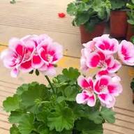 Geranium Flower Seeds Pink White For Planting Heirloom Non-GMO High Germination Organic Garden Seeds