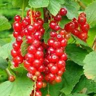 Mixed Currant Fruit Seeds – Heirloom, Non-GMO, High Germination Organic Garden Seeds