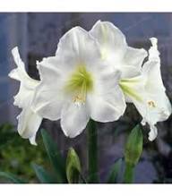 White Hippeastrum Flower Seeds for Planting Heirloom Non-GMO High Germination Organic Garden Seeds