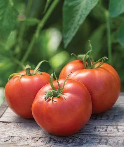 Heirloom Tomato Homestead Planting Seeds for Planting Non-GMO High Germination Organic Garden Seeds
