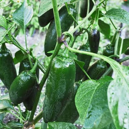 Early Jalapeno Seeds for Planting – Heirloom Non-GMO Vegetable Garden Seeds