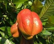 Ackee Seeds Orange Heirloom Non-GMO High Germination Organic Garden Seeds for Planting