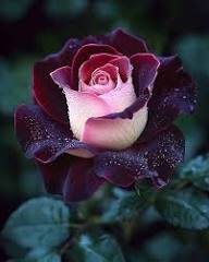 Pink Black Rose Flower Seeds for Planting – Heirloom Non-GMO High Germination Organic Garden Seeds