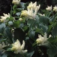 White Maianthemum Flower Seeds for Planting Heirloom Non-GMO High Germination Organic Garden Seeds