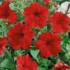 Red Petunia Flower Seeds Heirloom Non-GMO High Germination Organic Garden Seeds