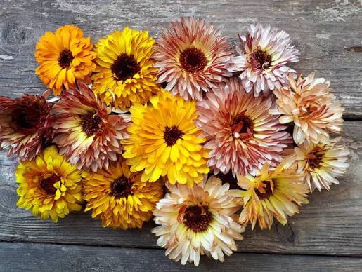 Flashback Mix Calendula Seeds for Planting – Heirloom Non-GMO Garden Seeds