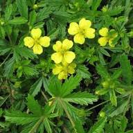Yellow Tormentil Flower Seeds Heirloom Non-GMO High Germination Organic Garden Seeds