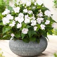 White Walleriana Flowers Seeds Heirloom Non-GMO High Germination Organic Garden Seeds