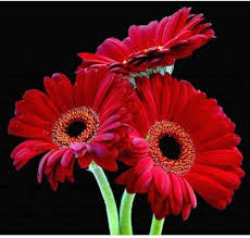 Red Daisy Flower – Heirloom, Non-GMO, High Germination Organic Garden Seeds for Planting
