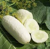 White Cucumber Seeds for Planting – Heirloom Non-GMO High Germination Organic Garden Seeds