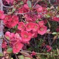 Red Chaenomeles Japonica Flower Seeds – Heirloom, Non-GMO, High Germination Organic Garden Seeds for Planting, Seeds for Planting
