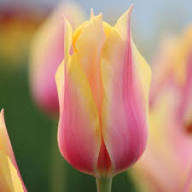 Yellow Pink Tulipa Humilis Flower Seeds – Heirloom Non-GMO High Germination Organic Garden Seeds for Planting Seeds for Planting
