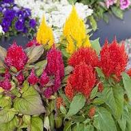 Red Celosia Plumosa Seeds – Heirloom, Non-GMO, High Germination Organic Garden Seeds for Planting Seeds for Planting