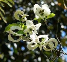 White Cornus Urbiniana Flower Seeds – Heirloom Non-GMO High Germination