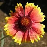 Orange Yellow Gaillardia Flower Seeds – Heirloom, Non-GMO, High Germination Seeds