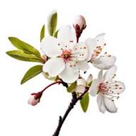 Yedoensis Flower Seeds – Heirloom, Non-GMO, High Germination Organic Garden Seeds