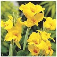 Yellow Pandancanda Flower Seeds Heirloom Non-GMO High Germination Organic Seeds