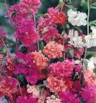 Mixed Clarkia Flower Seeds – Heirloom, Non-GMO, High Germination Organic Garden Seeds for Planting