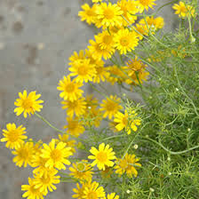 Yellow Thymophylla Flower Seeds Heirloom Non-GMO High Germination Organic Garden Seeds