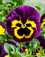 Pansy Flower Seeds Mixed – Heirloom, Non-GMO, High Germination Organic Garden Seeds for Planting