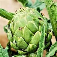 Artichoke Green Seeds – Heirloom Non-GMO High Germination Organic Garden Seeds