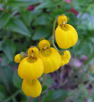Yellow New Calceolaria Flower Seeds – Heirloom Non-GMO High Germination Organic Seeds