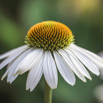White Swan Echinacea Flower Seeds for Planting – Heirloom, Non-GMO Garden Seeds