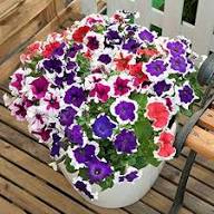 Petunia Flower Seeds Perennial Heirloom Non-GMO High Germination Organic Garden Seeds for Planting
