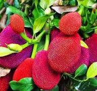 Red Jackfruit Seeds Heirloom Non-GMO High Germination Organic Garden Seeds for Planting