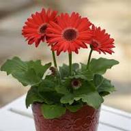 Gerbera Flower Seeds Red – Heirloom, Non-GMO, High Germination Seeds for Planting