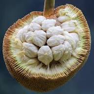 White Marang Seeds Heirloom Non-GMO High Germination Organic Garden Seeds for Planting