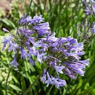 Agapanthus Flower Seeds Purple for Planting – Heirloom Non-GMO High Germination Organic Garden Seeds