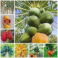 Papaya Seeds Organic Heirloom Non-GMO High Germination Organic Garden Seeds for Planting