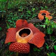 Rafflesia Flower Seeds Heirloom Non-GMO High Germination Organic Garden Seeds for Planting