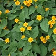 Melampodium Paludosum Flower Seeds Yellow – Heirloom, Non-GMO, High Germination Organic Seeds