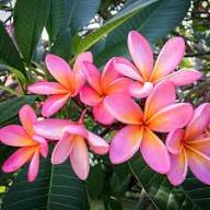 Plumeria Flower – Heirloom, Non-GMO, High Germination Organic Garden Seeds for Planting Seeds for Planting