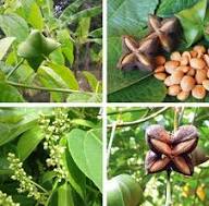 Sacha Inchi (Mountain Peanut) Plant Seeds for Planting – Heirloom Non-GMO High Germination Organic Garden Seeds Superfood Seeds for Planting