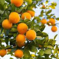 Orange Satsuma Mandarin Seeds for Planting – Heirloom Non-GMO High Germination Organic Garden Seeds