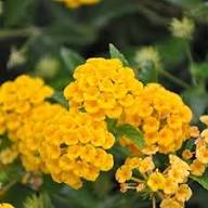 Lantana Flower Yellow Seeds – Heirloom Non-GMO High Germination Organic Seeds