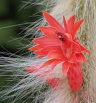 Red Colademononis Flower Seeds – Heirloom, Non-GMO, High Germination Organic Garden Seeds for Planting