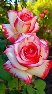 Pink White Rose Flower Seeds for Planting – Heirloom Non-GMO High Germination Organic Garden Seeds