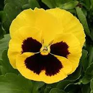 Yellow Giant Pansy Flower Seeds – Heirloom, Non-GMO, High Germination Seeds