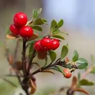 Bearberry Seeds Arctostaphylos Uva-Ursi Gayuba Fruit Seeds for Planting – Heirloom Non-GMO Organic Garden Seeds