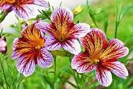 Pink Salpiglossis Flower Seeds – Heirloom Non-GMO High Germination Organic Garden Seeds