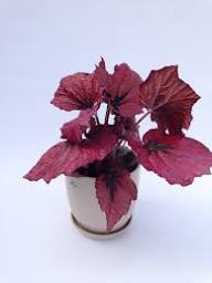 Pink Begonia Rex Blumensamen – Heirloom, gentechnikfrei, keimfreudige Bio-Gartensamen zum Pflanzen