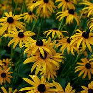 Rudbeckia Fulgida Flower Seeds for Planting – Heirloom, Non-GMO, High Germination Organic Garden Seeds