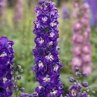 Purple Delphinium Flower Seeds for Planting Heirloom Non-GMO High Germination Organic Garden Seeds