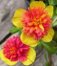 Yellow Pink Portulaca Flower Seeds – Heirloom Non-GMO High Germination Organic Garden Seeds